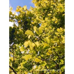 Alnus incana 'Aurea'