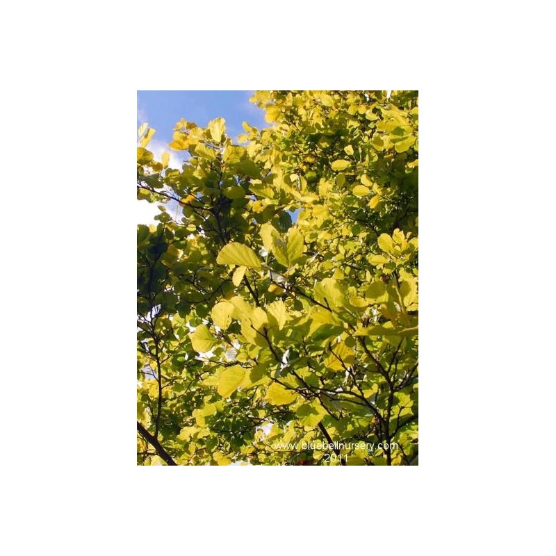 Alnus incana 'Aurea'