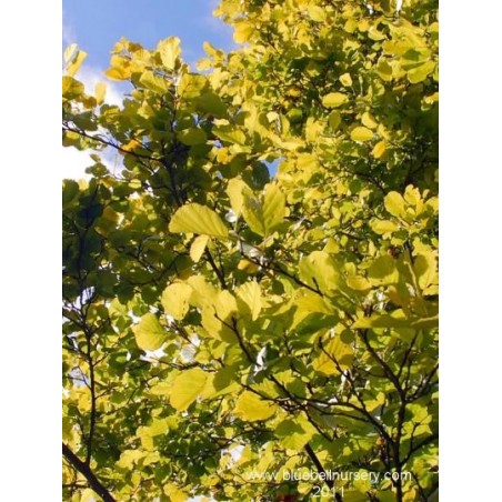 Alnus incana 'Aurea' - close up of golden summer leaves Alnus incana 'Aurea' - close up of golden summer leaves