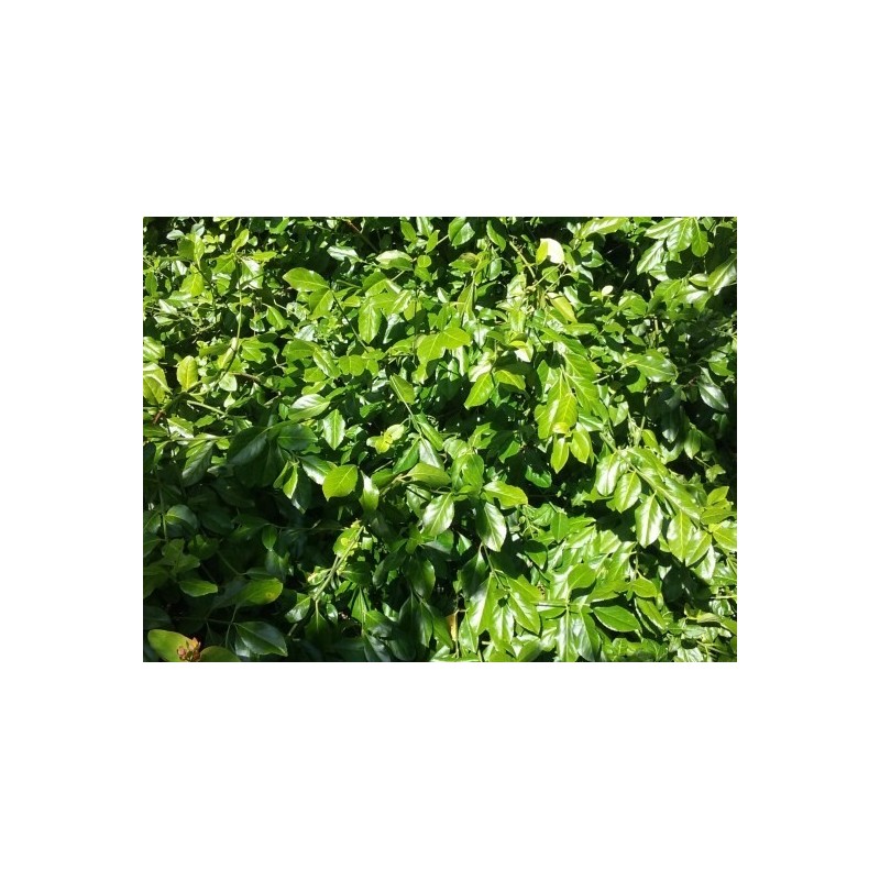 Euonymus fortunei var coloratus