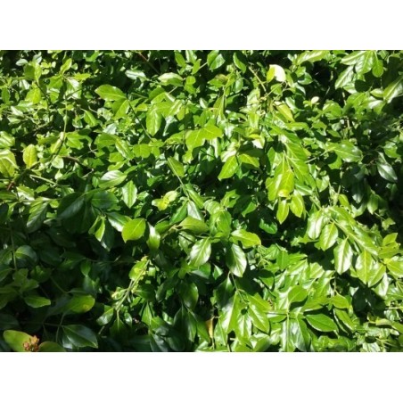 Euonymus fortunei var coloratus