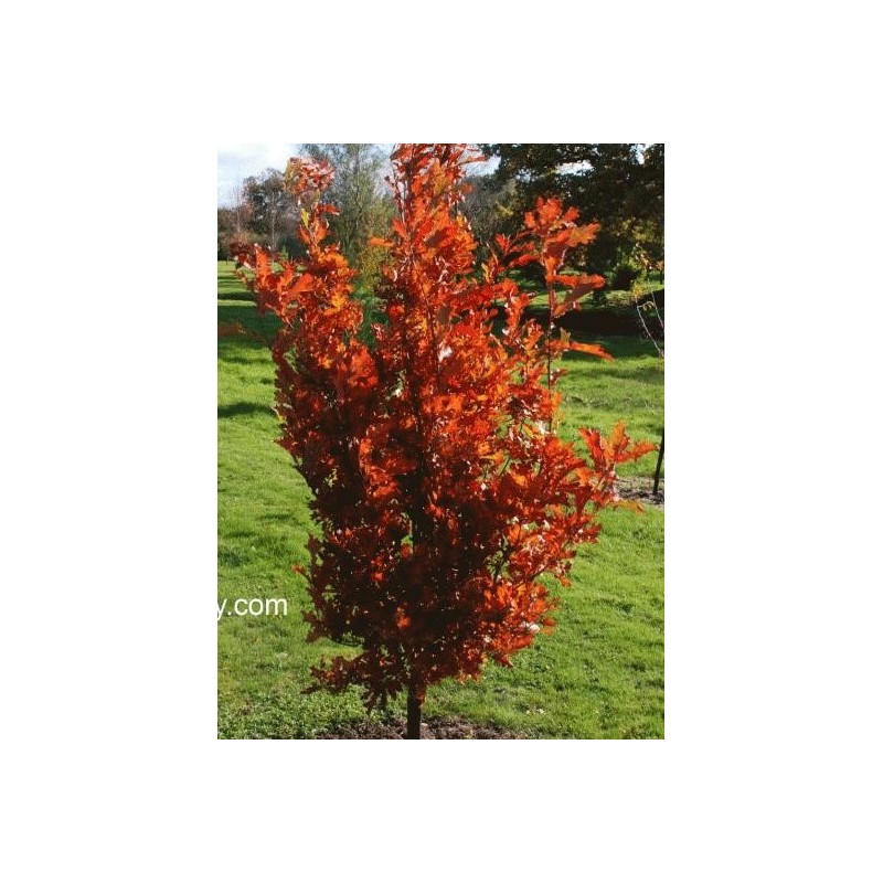 Quercus x bimundorum 'Crimson Spire'