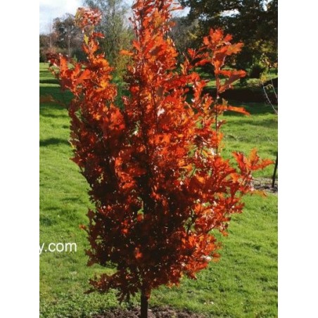 Quercus x bimundorum 'Crimson Spire'