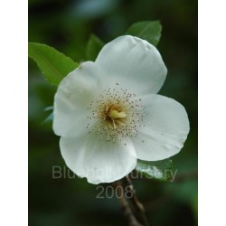 Eucryphia x nymansensis 'Nymansay'