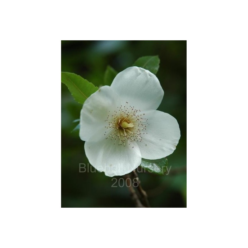 Eucryphia x nymansensis 'Nymansay' Eucryphia x nymansensis 'Nymansay'