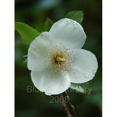 Eucryphia x nymansensis 'Nymansay' Eucryphia x nymansensis 'Nymansay'