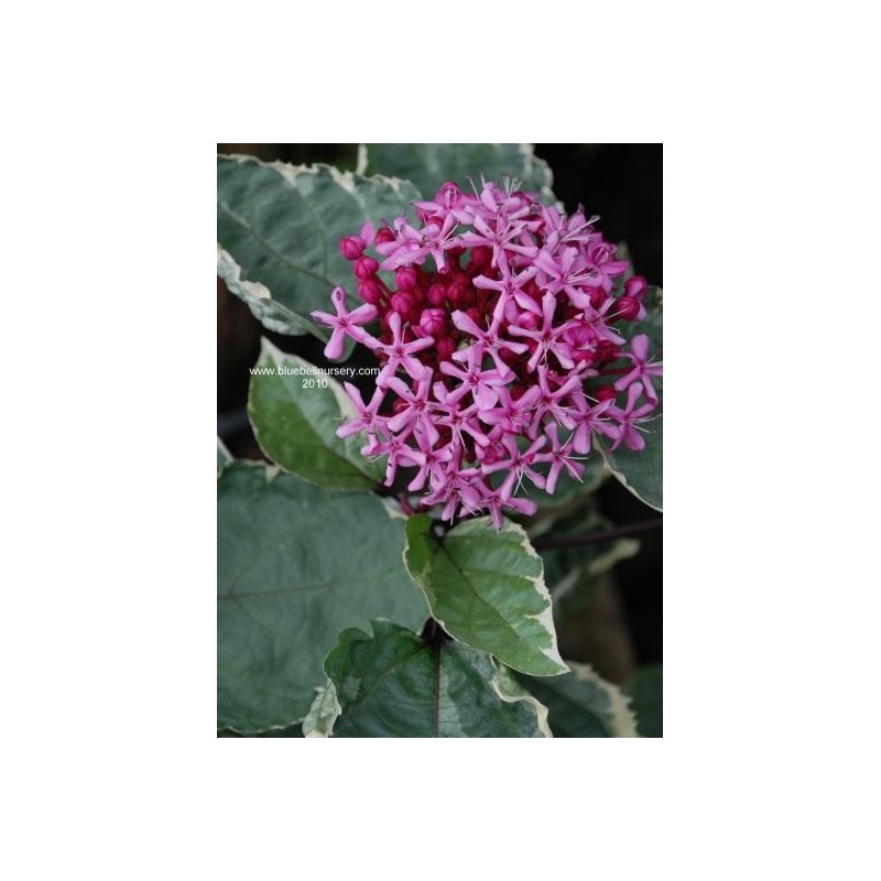 Clerodendrum bungei 'Pink Diamond' - flower