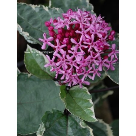 Clerodendrum bungei 'Pink Diamond' - flower