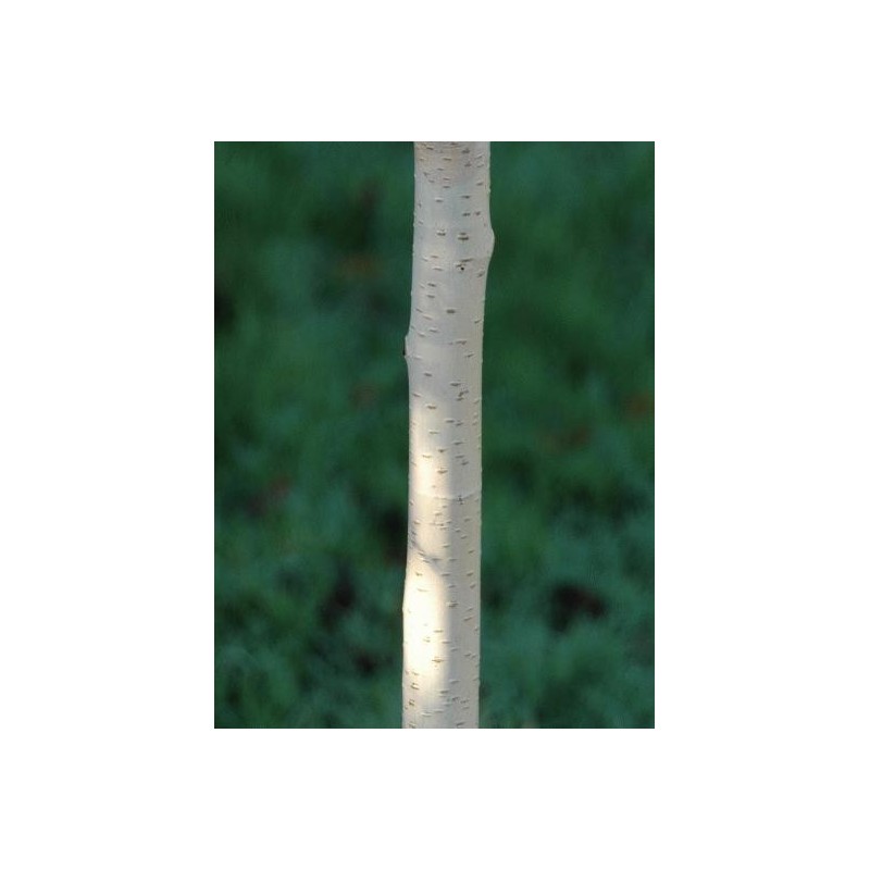 Betula utilis 'Grayswood Ghost'