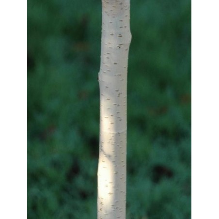 Betula utilis 'Grayswood Ghost' Betula utilis 'Grayswood Ghost'