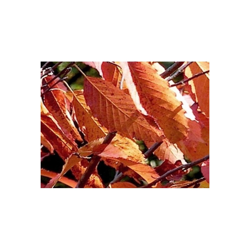 Carpinus caroliniana 'Red Fall' Carpinus caroliniana 'Red Fall'