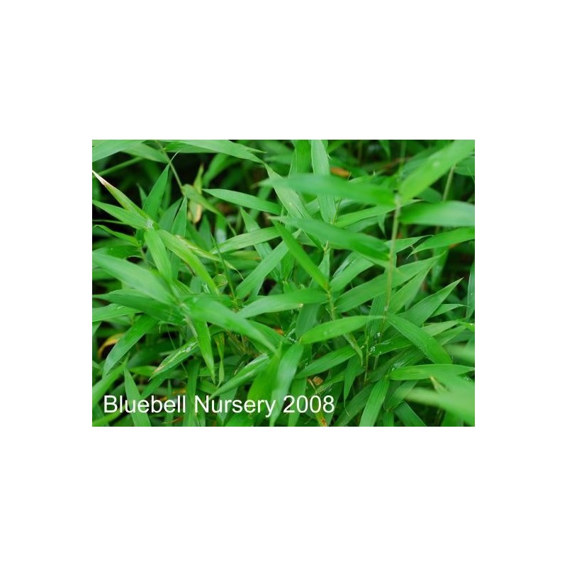 Pleioblastus pygmaeus