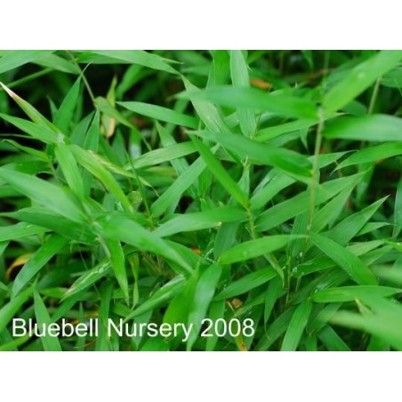 Pleioblastus pygmaeus