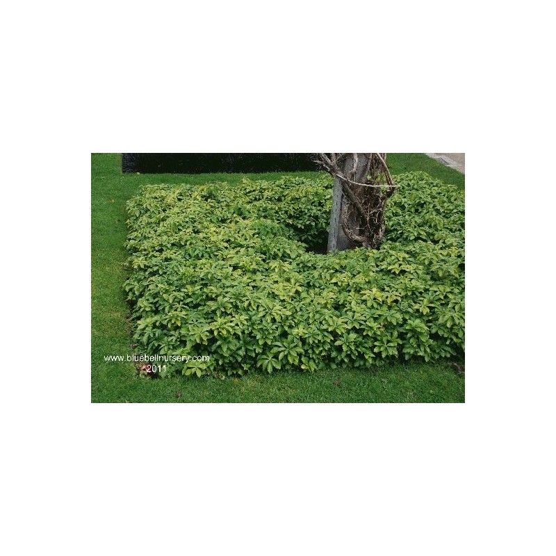 Pachysandra terminalis