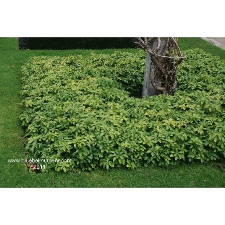 Pachysandra terminalis Pachysandra terminalis