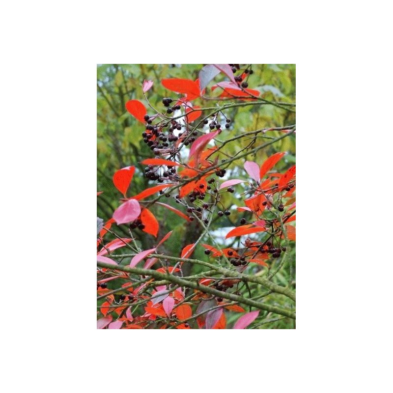 Aronia melanocarpa - black berries and autumn colour