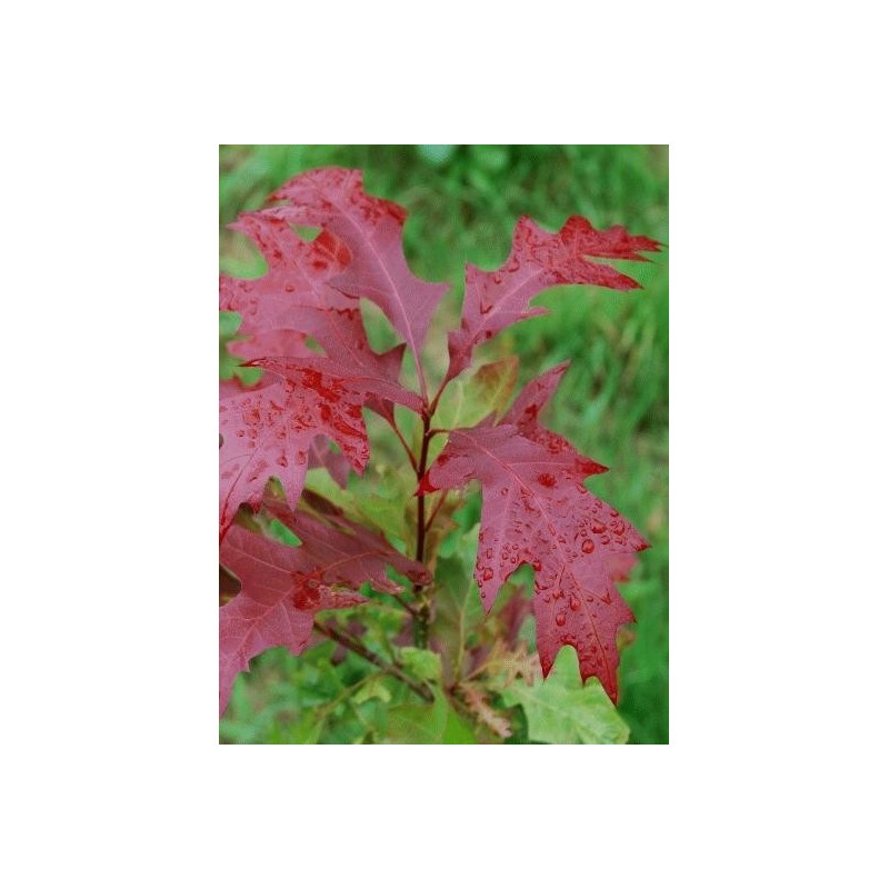 Quercus texana 'New Madrid' - spring leaves