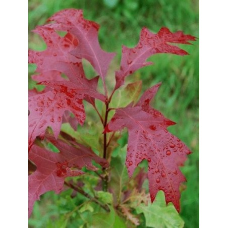 Quercus texana 'New Madrid' - spring leaves