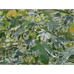 Liquidambar styraciflua 'Manon' - variegated leaves