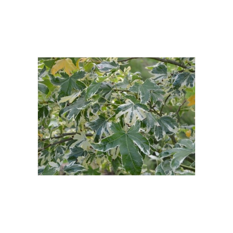 Liquidambar styraciflua 'Manon' - variegated leaves
