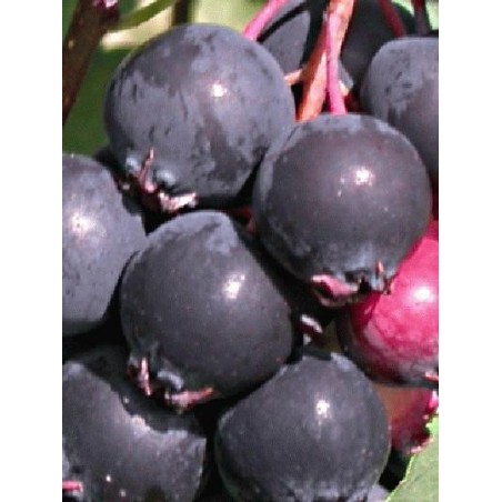 Amelanchier alnifolia 'Smokey' - fruit