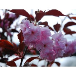 Prunus serrulata 'Royal Burgundy' - spring flowers