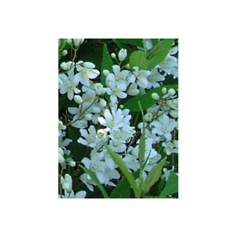Deutzia gracilis 'Nikko' - summer flowers Deutzia gracilis 'Nikko' - summer flowers