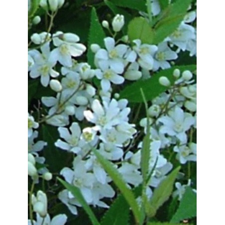 Deutzia gracilis 'Nikko' - summer flowers Deutzia gracilis 'Nikko' - summer flowers