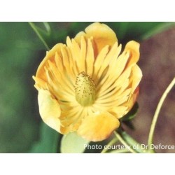 Liriodendron x 'Doc Deforce's Delight'
