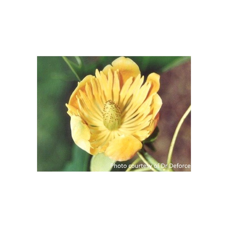 Liriodendron x 'Doc Deforce's Delight' Liriodendron x 'Doc Deforce's Delight'