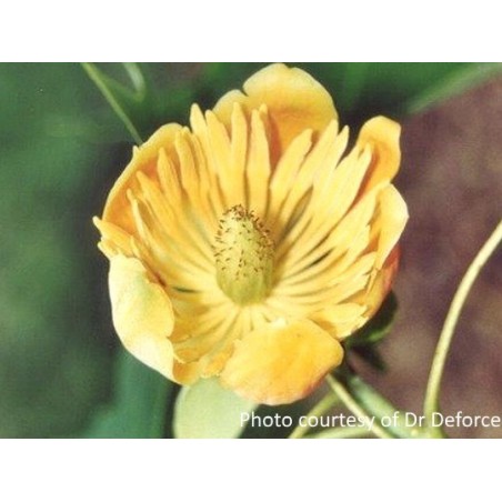 Liriodendron x 'Doc Deforce's Delight' Liriodendron x 'Doc Deforce's Delight'