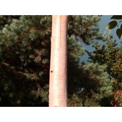 Betula albosinensis 'Pink Champagne'