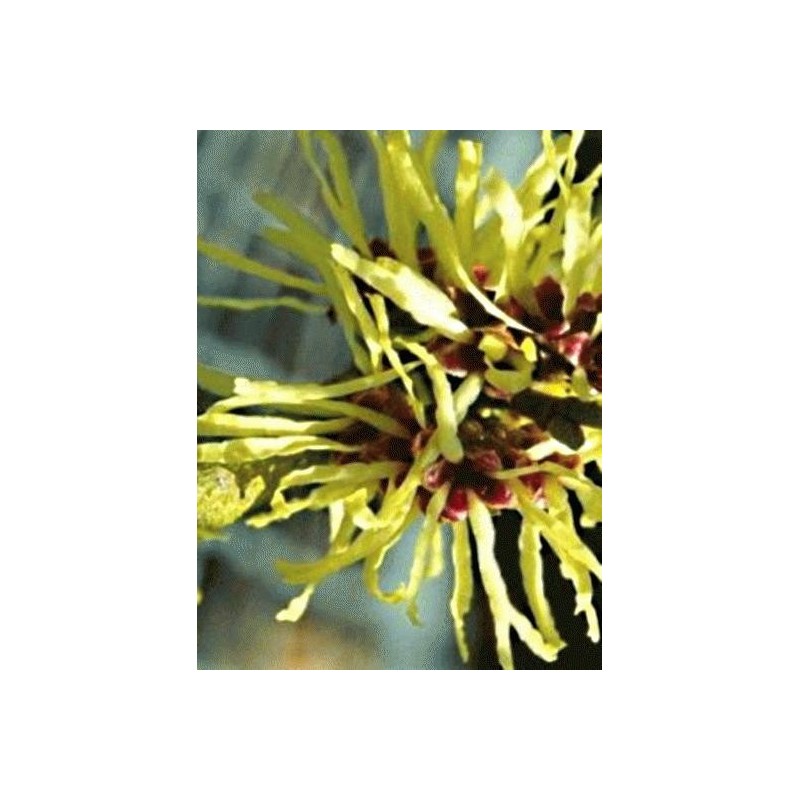 Hamamelis x intermedia 'Limelight'