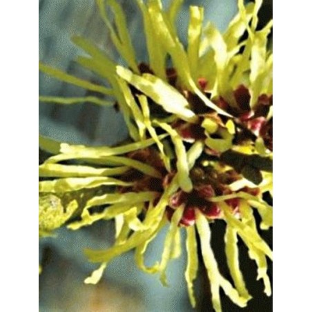 Hamamelis x intermedia 'Limelight'