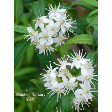 Acradenia frankliniae Acradenia frankliniae