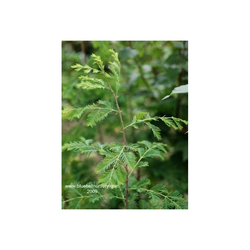 Metasequoia glyptostroboides 'Sheridan Spire' Metasequoia glyptostroboides 'Sheridan Spire'