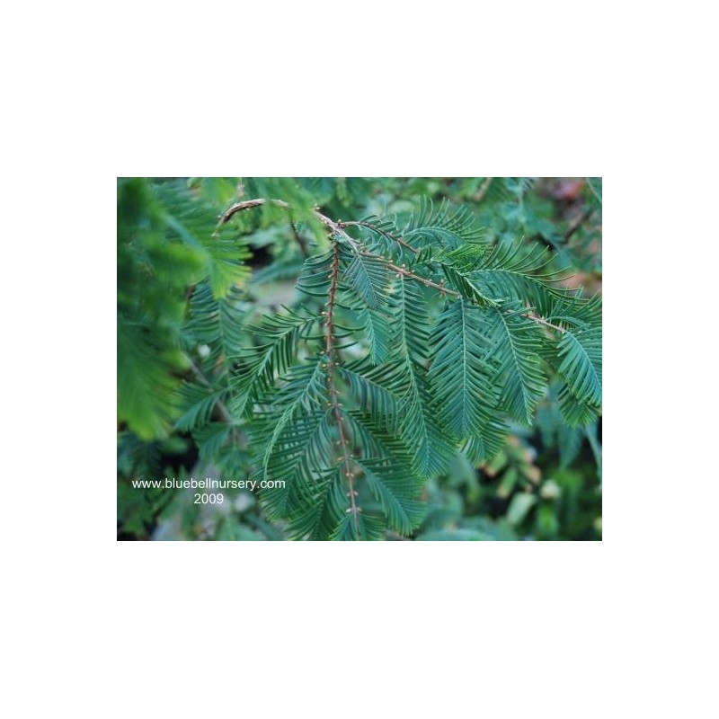 Metasequoia glyptostroboides 'Little Giant' Metasequoia glyptostroboides 'Little Giant'