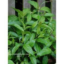 Cornus stolonifera 'Kelseyi'