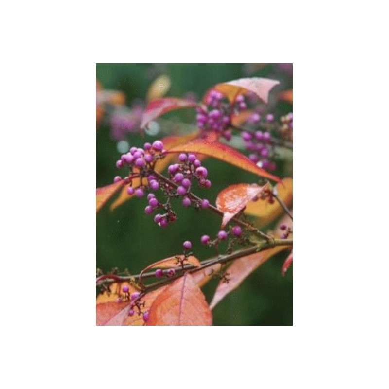 Callicarpa bodinieri 'Profusion'