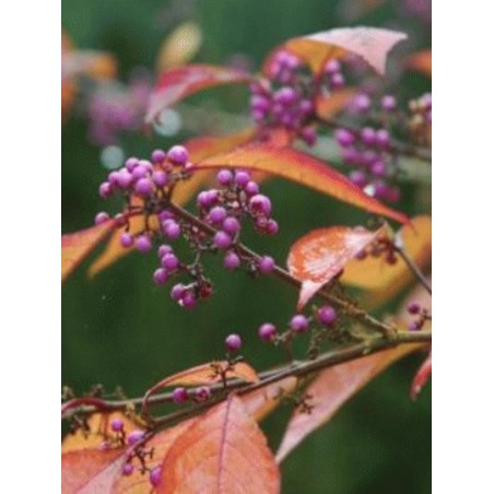 Callicarpa bodinieri 'Profusion' Callicarpa bodinieri 'Profusion'