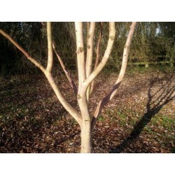 Betula albosinensis 'Bowling Green'