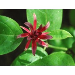 Calycanthus floridus