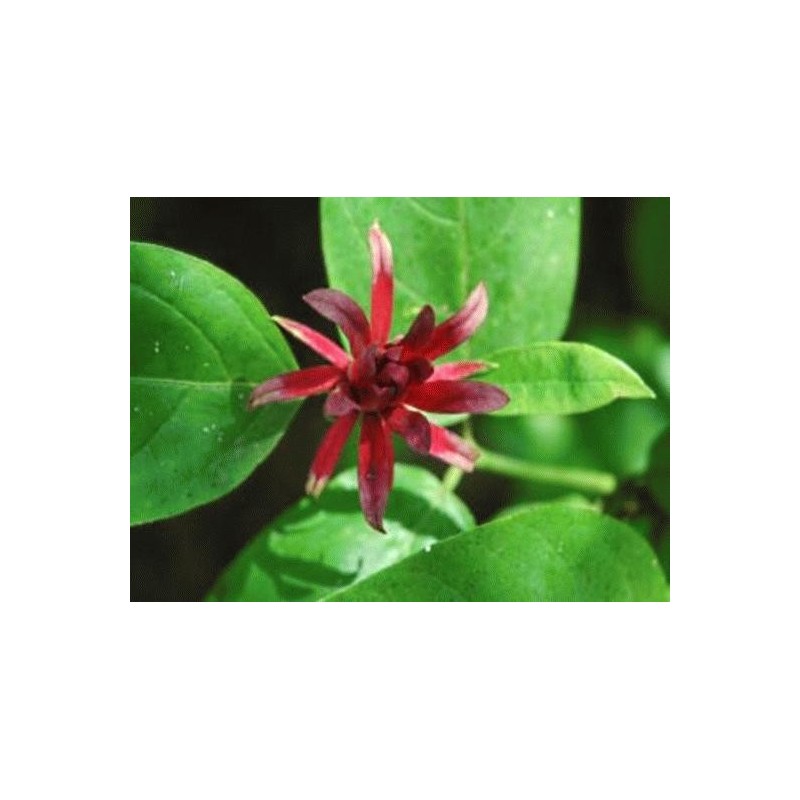 Calycanthus floridus Calycanthus floridus