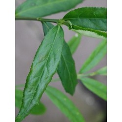 Euonymus clivicola var rongchuensis