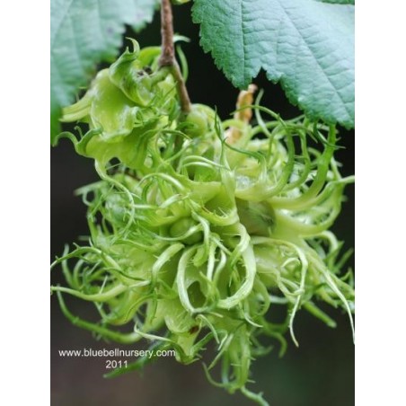 Corylus colurna