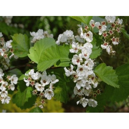 Crataegus durobrivensis Crataegus durobrivensis