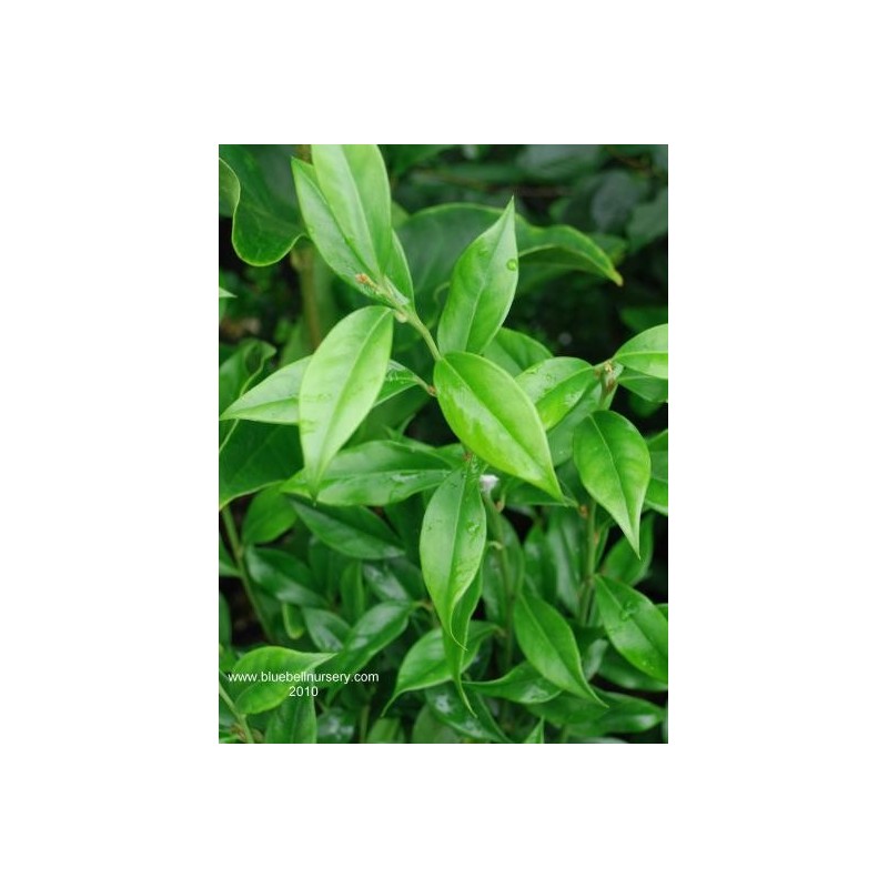 Sarcococca orientalis
