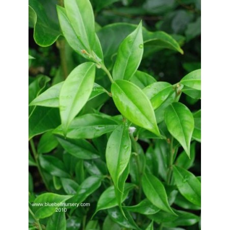 Sarcococca orientalis