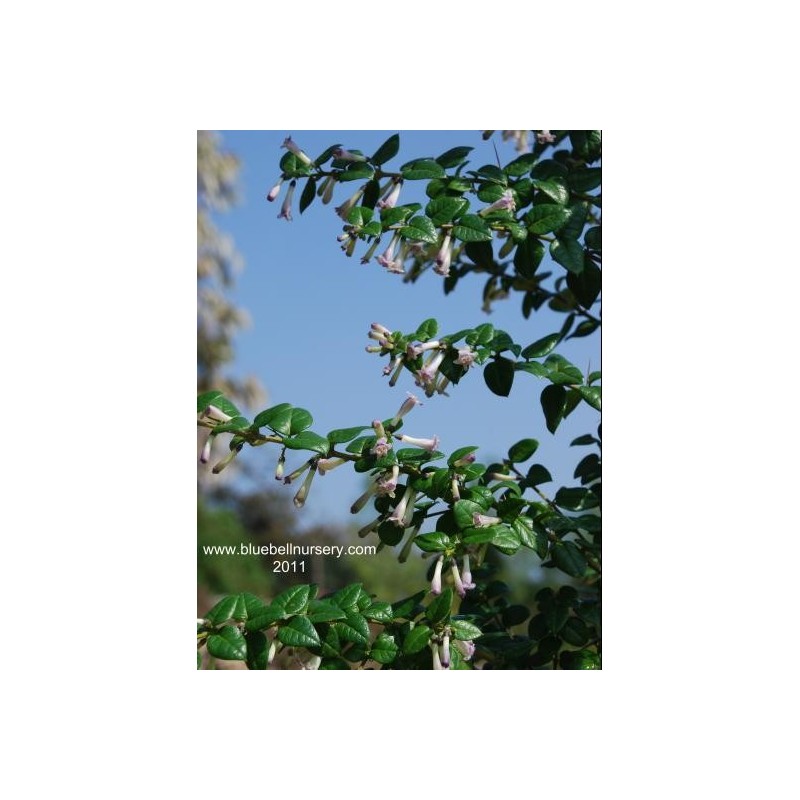 Rhaphithamnus spinosus - flowers