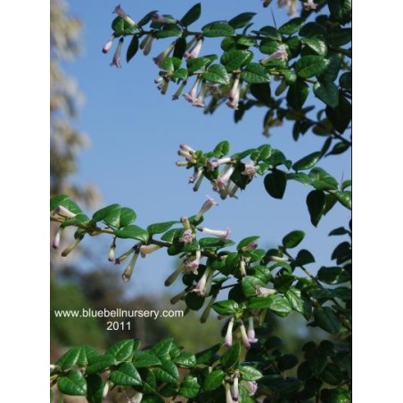 Rhaphithamnus spinosus - flowers